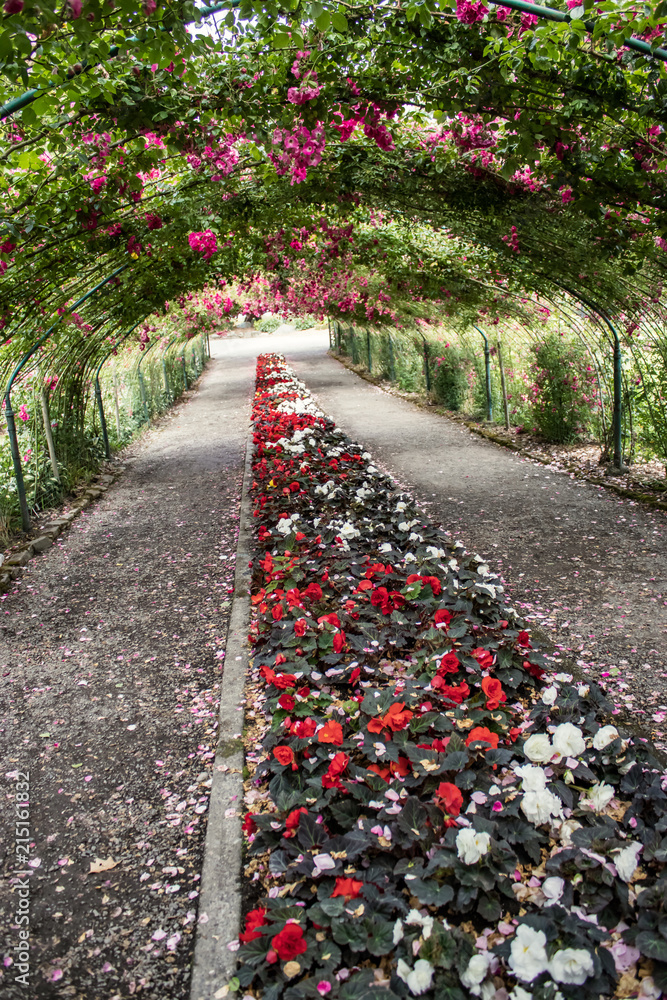 the red rose tunnel Stock Photo | Adobe Stock