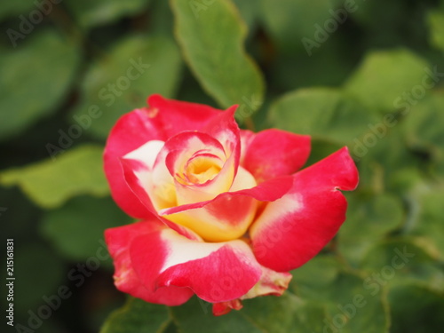 Red Tipped Rose Bud Opening