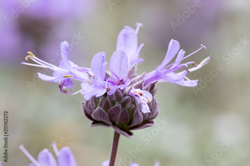 Cleveland Sage also known as California Blue Sage  - Salvia clevelandii