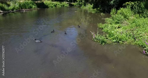 Wanstead Park in London, Drone footage, chasing ducks photo