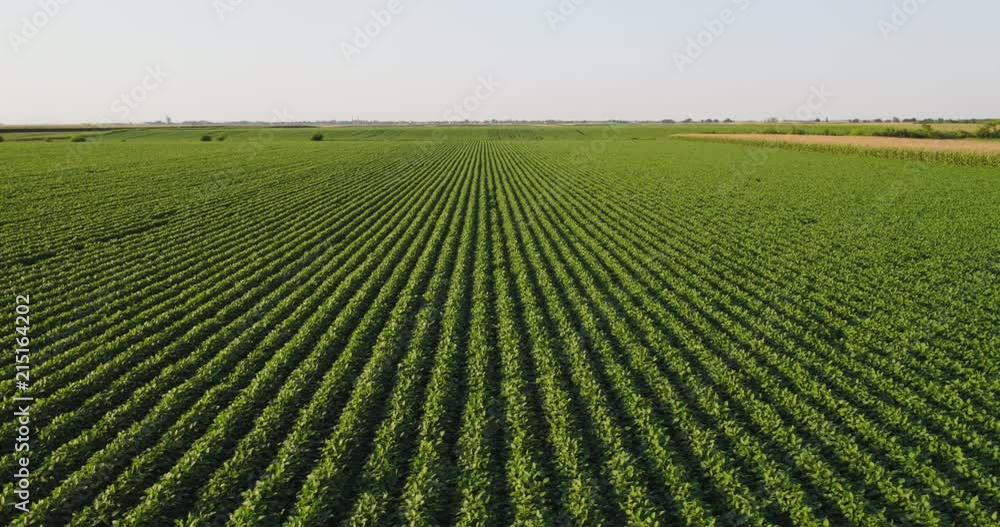 Aerial shot of green soybean field at agricultural farm. Aerial shot of green soybean field at agricultural farm.