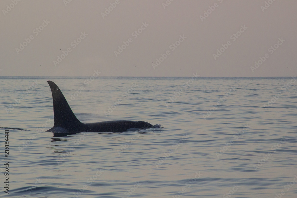 Fototapeta premium Orca in Sunset