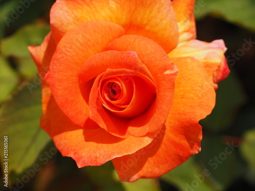Orange Rosebud Opening