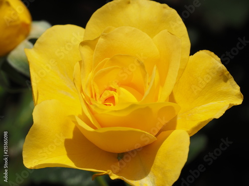 Yellow Rosebud Opening