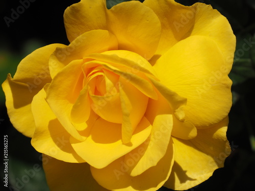 Yellow Rose in Sunlight