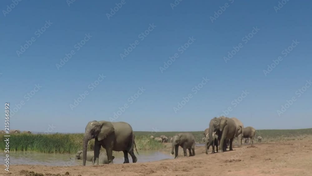 Elephants walking past the waterhole after quenching their thirst. Elephants walking past the waterhole after quenching their thirst.