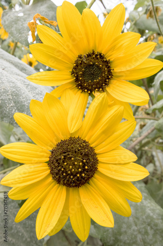 Sunflower in Spring