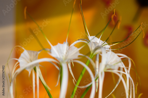 caribbean spider-lily, unique style white flower on multicolored background photo