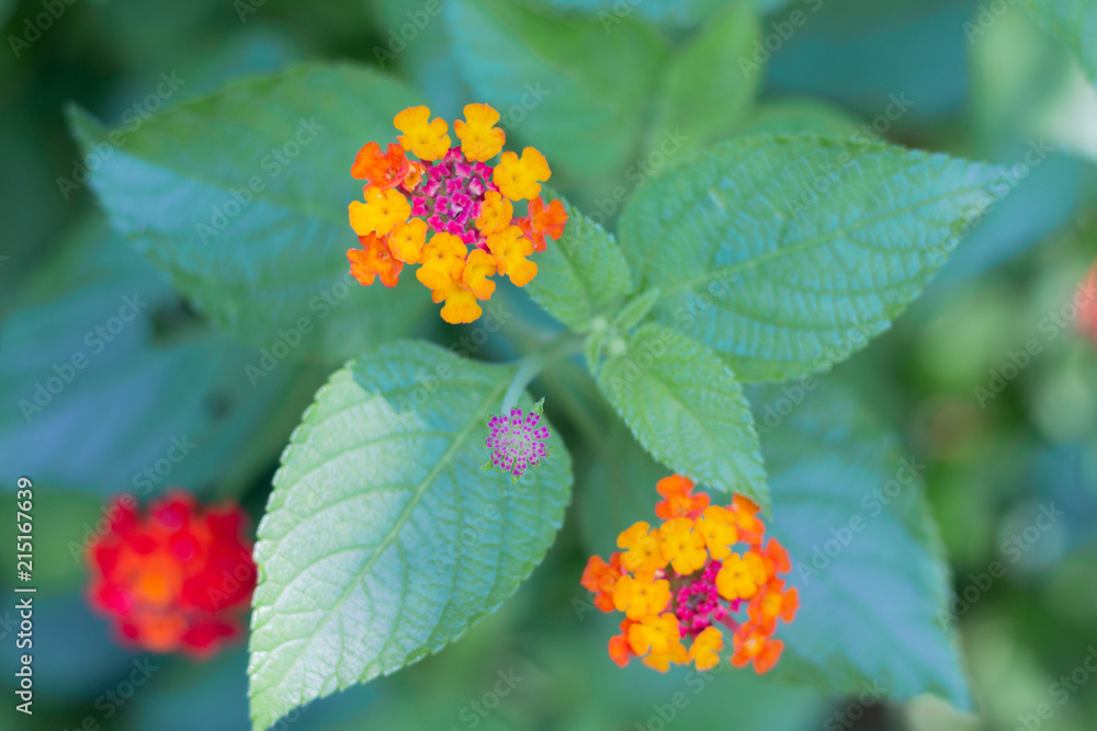 Red and Yellow Flower Red and Yellow Flower