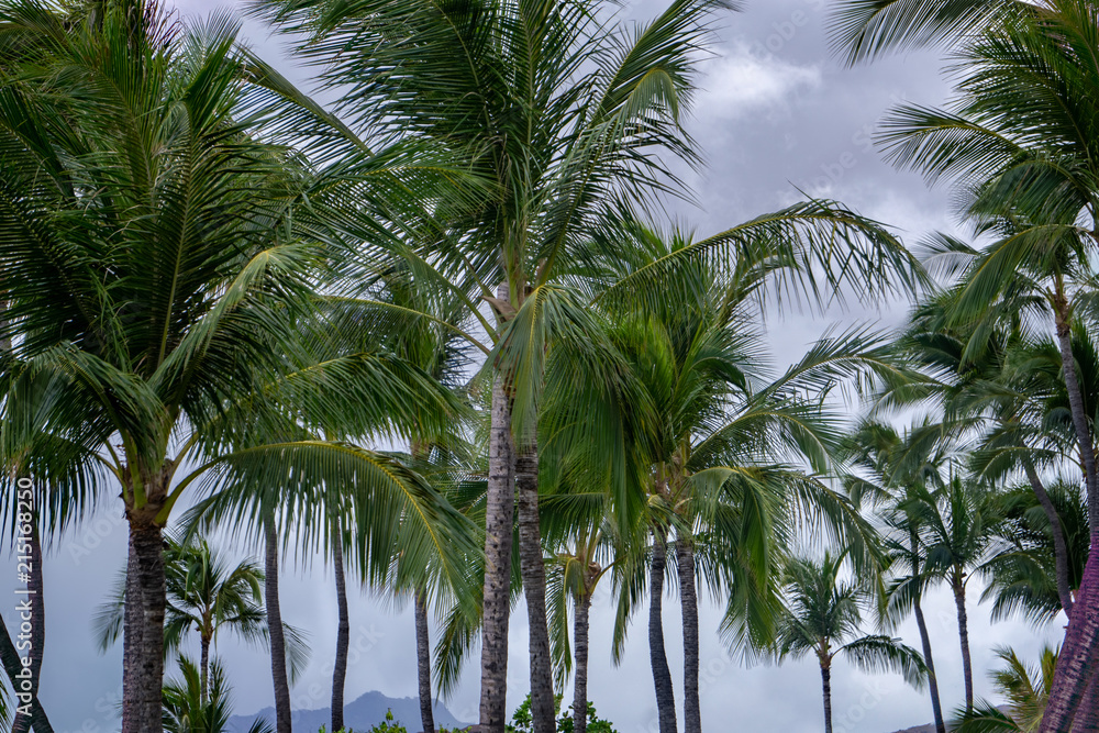 Fototapeta premium Palm Trees 7