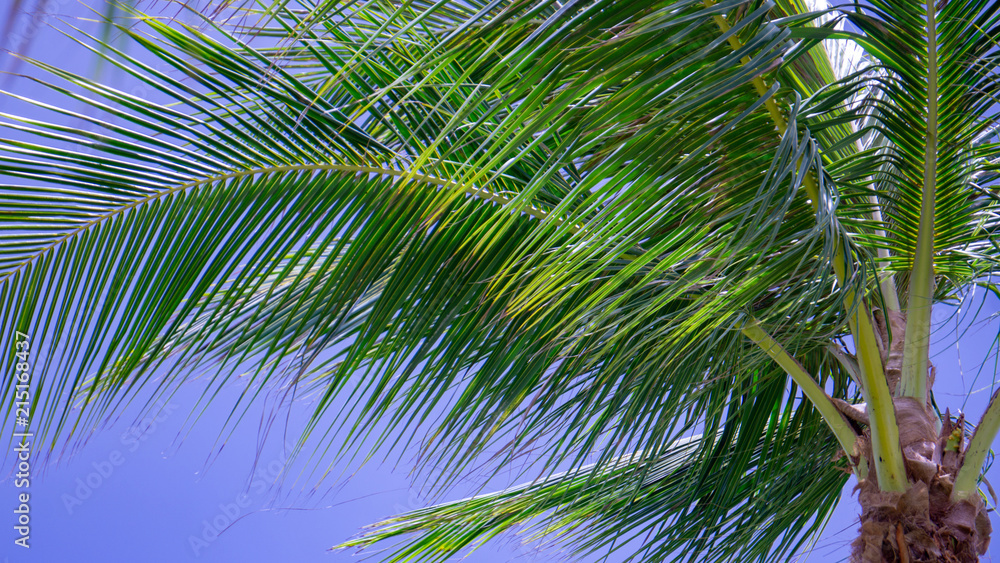 Naklejka premium Palms 7