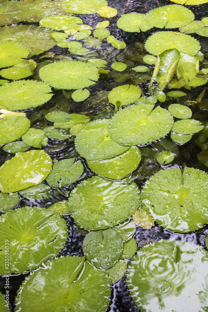 Vertical Image Pond Covered in Lily Pads Vertical Image Pond Covered in Lily Pads
