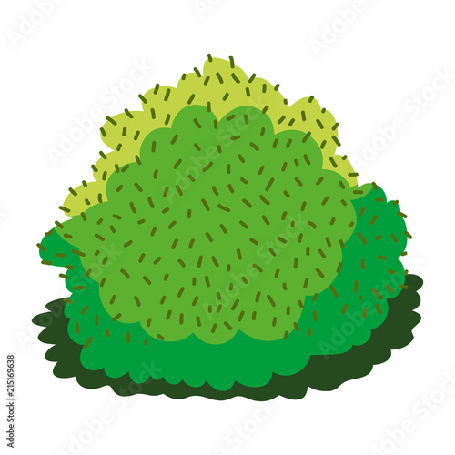 nature bush plant with exotic leaves