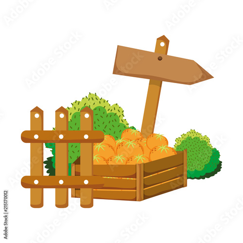 oranges fruits inside wood box and emblem notices