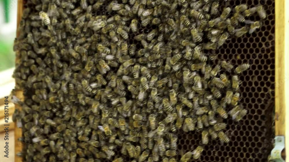 Honey bees on a comb frame, with the beekeeper turning it, bee smoker device in the corner Honey bees on a comb frame, with the beekeeper turning it, bee smoker device in the corner