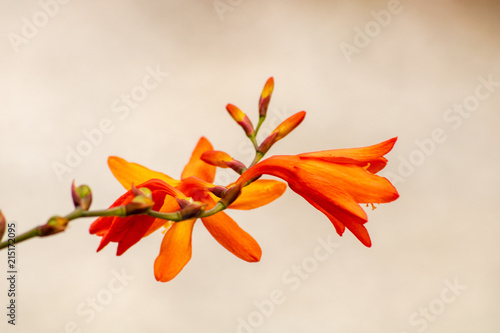 Bright orange flowers