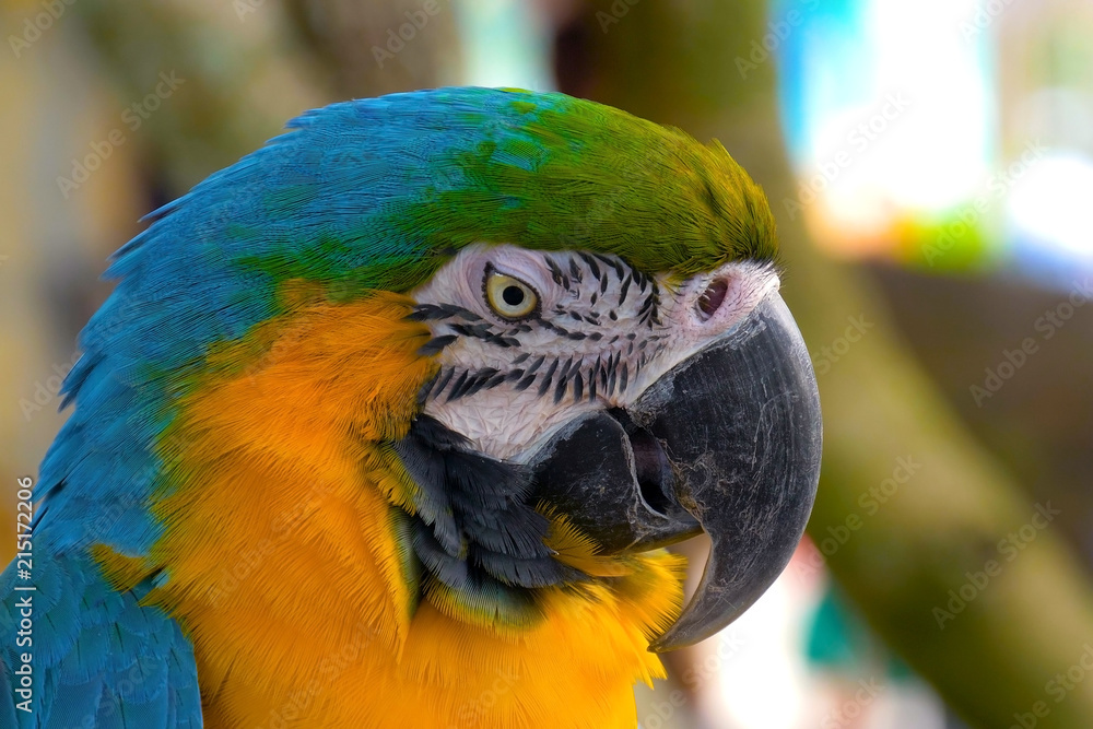 Close up of blue and gold Macaw parrot. Exotic colorful African macaw parrot, beautiful close up on bird face over natural green background, bird watching safari, South Africa wildlife. 4K