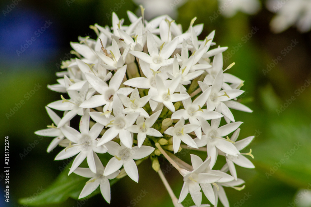 White flowers White flowers