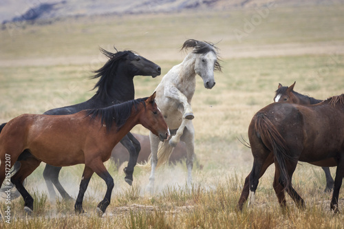 Great Basin Wild Horses.