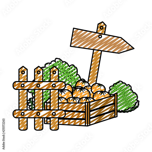 doodle oranges fruits inside wood box and emblem notices