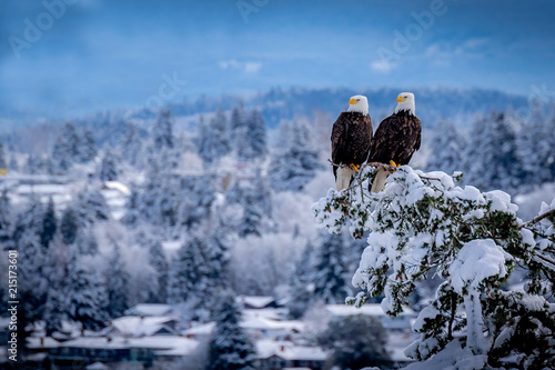 Two united bald eagles perched together