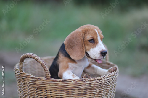 Beagle puppy in the rattan basket. © kobkik