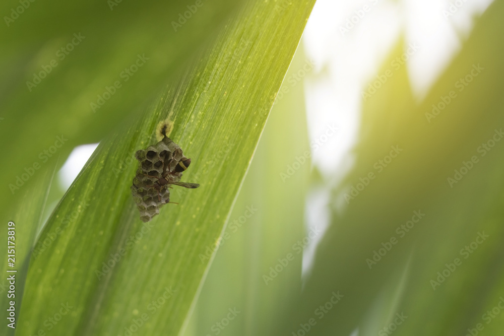 Wasp building a nest under sugarcane leaf in farm. Wasp building a nest under sugarcane leaf in farm.