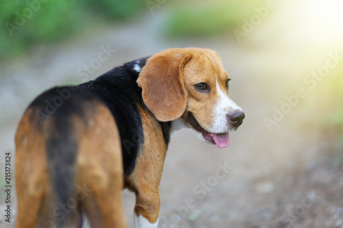 Portrait of a beagle dog outdoor on sunny day.