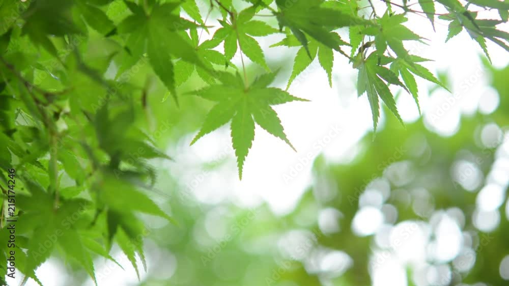 モミジの青葉　木漏れ日
