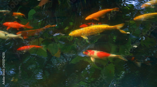 carp fish swimming in the pond © evergreentree