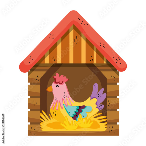hen inside house laying farm eggs