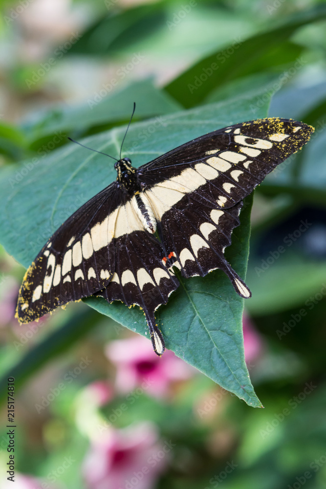 Fototapeta premium Butterfly 32