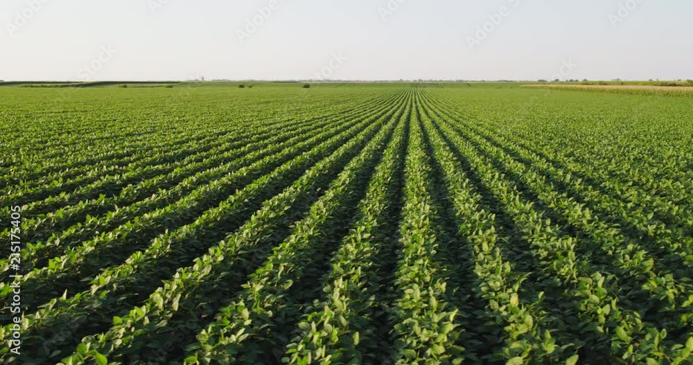 Aerial shot of green soybean field at agricultural farm. Aerial shot of green soybean field at agricultural farm.