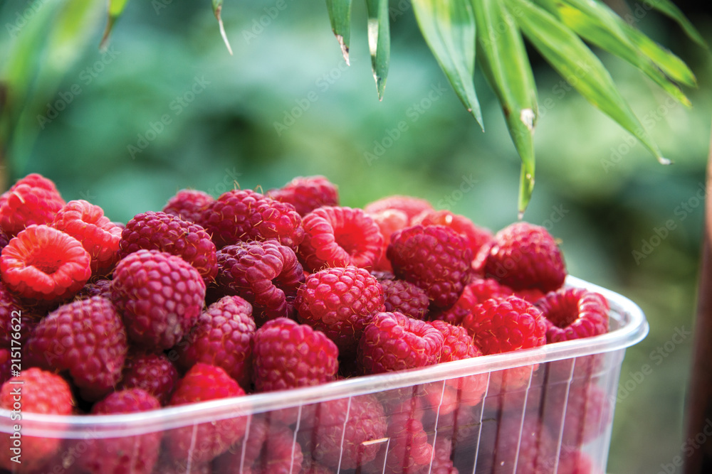 Freshly picked raspberries in crates and glasses on multi-colored backgrounds Freshly picked raspberries in crates and glasses on multi-colored backgrounds