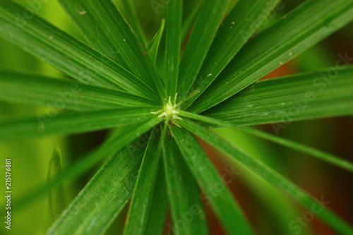 green leaf and blury background