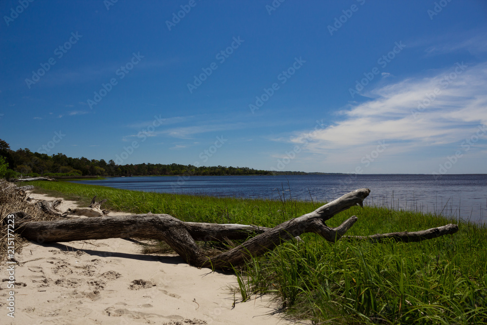 Carolina Beach Fallen Log