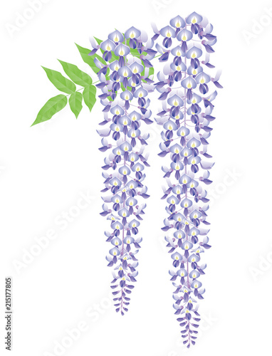 藤の花.　和風イメージ