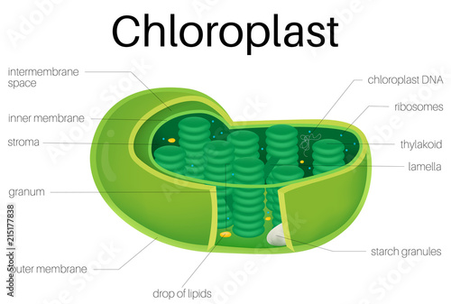 Illustration diagram of Chloroplast photo
