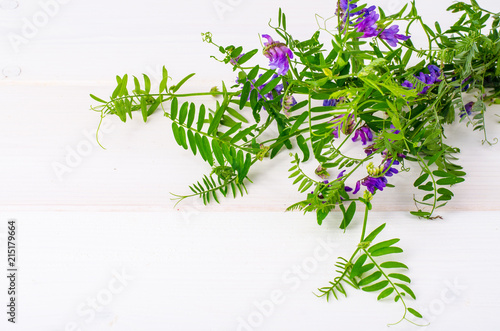 Fototapeta Naklejka Na Ścianę i Meble -  Wild medicinal plant with blue flowers on white background