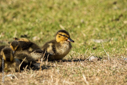 cute yellow duckling woke up under the sun and walk away from the group