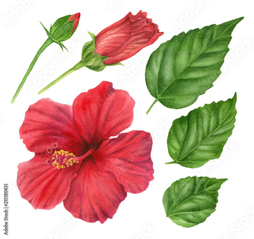 Watercolor red hibiscus. Set of  floral design elements   flower  leaves  buds.