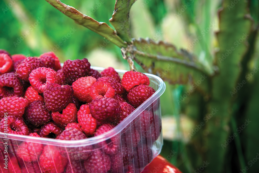 Freshly picked raspberries in crates and glasses on multi-colored backgrounds Freshly picked raspberries in crates and glasses on multi-colored backgrounds