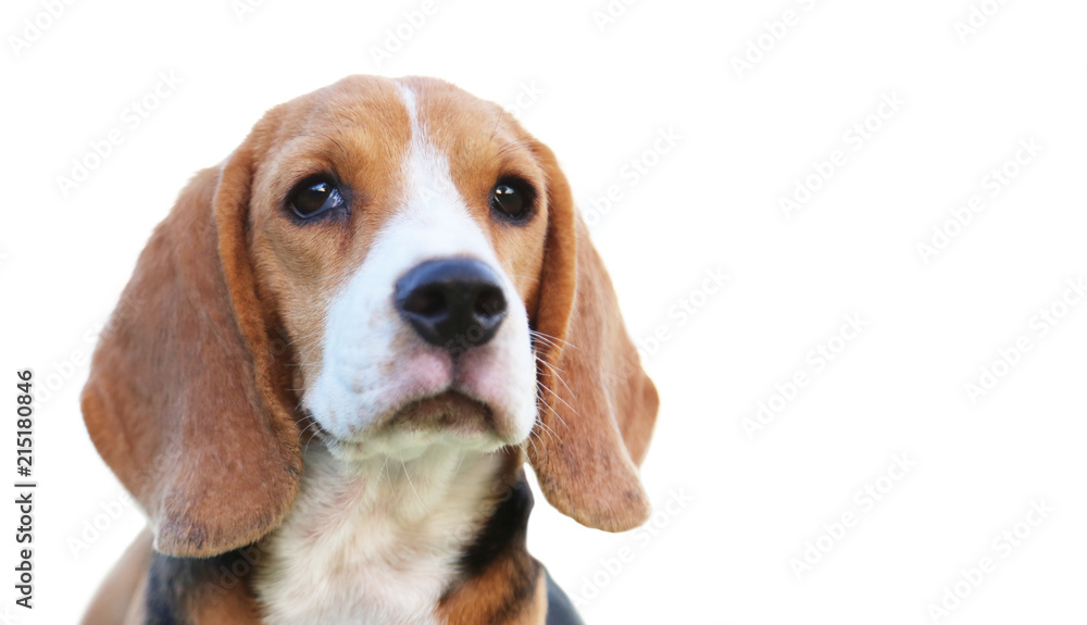 Beagle dog isolated on white bacground.