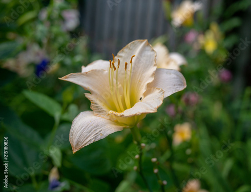 Fototapeta Naklejka Na Ścianę i Meble -  Bright green leaf.