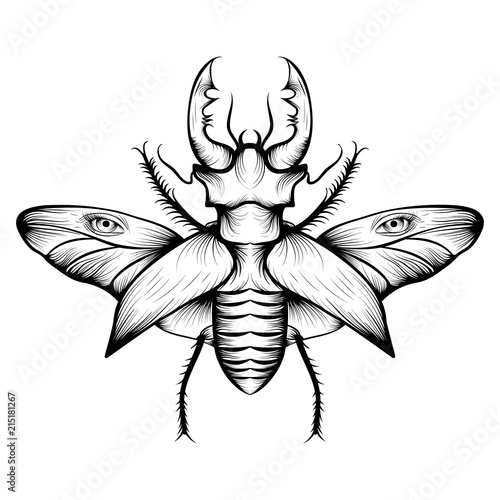 Monochrome stag beetle drawing