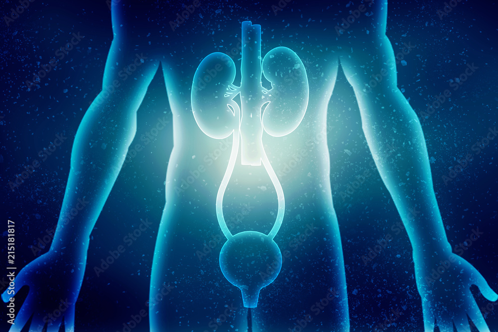 2d rendering human healthy kidneys 2d rendering human healthy kidneys
