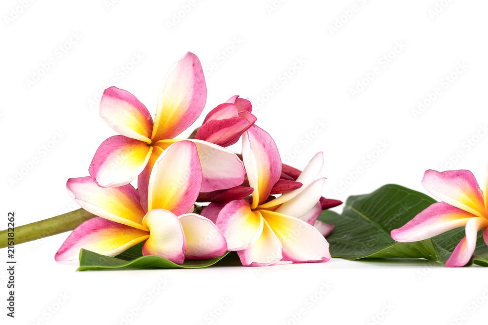 Naklejka premium Plumeria flowers on a white background. Pattern of flowers.