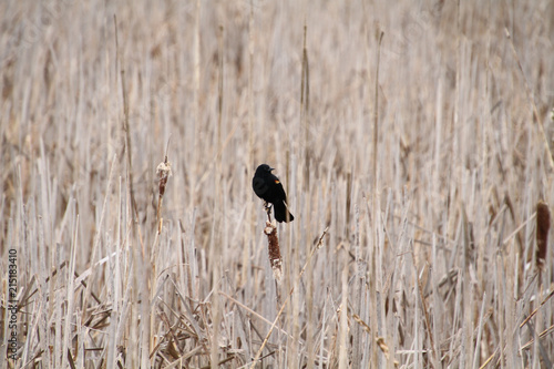 An isolated red wing blackbird perched on a bullrush head in the middle of a field of bullrushes.