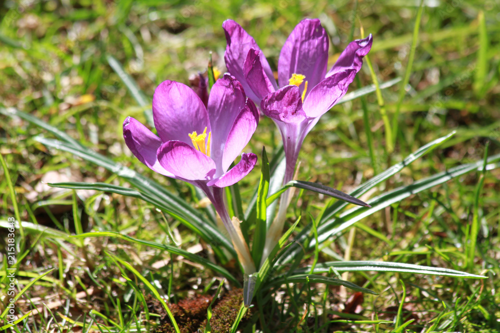 Purple crocuses growing on a field of grass Purple crocuses growing on a field of grass