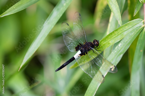 コシアキトンボ